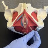 Dry needling for pain after perineal tears